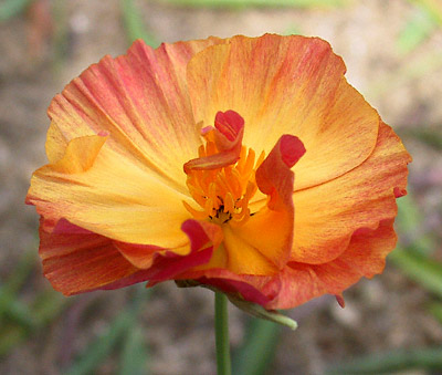 California Poppy 'Apricot Flambeau'
