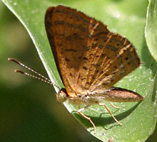 Fatal Metalmark