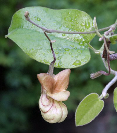 California Dutchman's Pipe