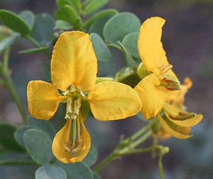 Cassia purpusii bloooms