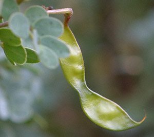 Cassia purpusii seed pod