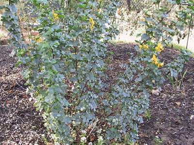 Cassia purpusii wide shot