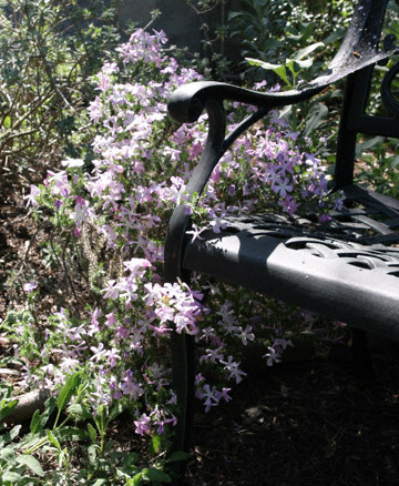 Prickly Phlox