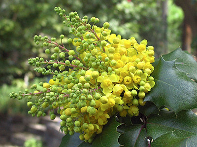 Golden Abundance flower