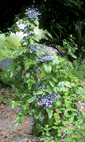 Mahonia 'Golden Abundance'