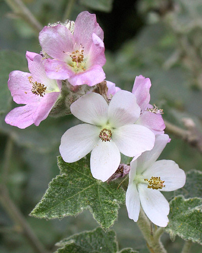 Ribes viburnifolium