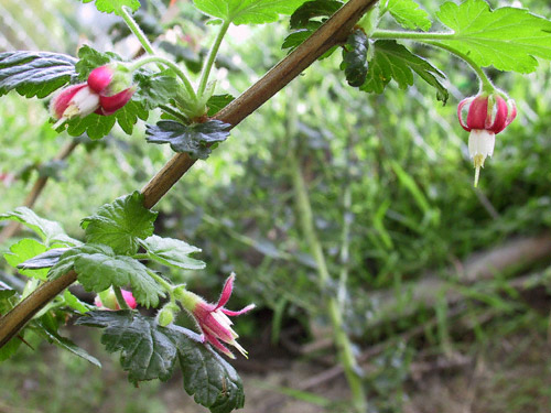 Ribes thatcherianum