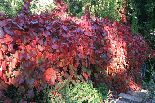 Roger's Red fall color