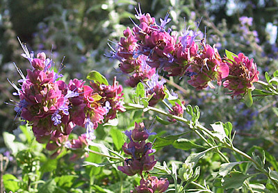 Salvia pachyphylla