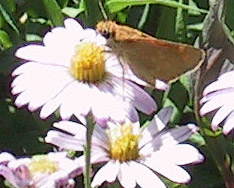 Skipper on Silver Carpet