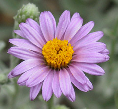 Silver Carpet flower